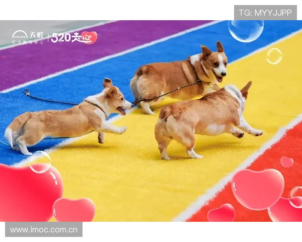 万狗体育：打造宠物运动与健康管理的专业品牌